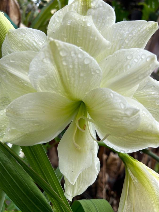 הוילה ארקו דה קלחטה Tropical Garden מראה חיצוני תמונה