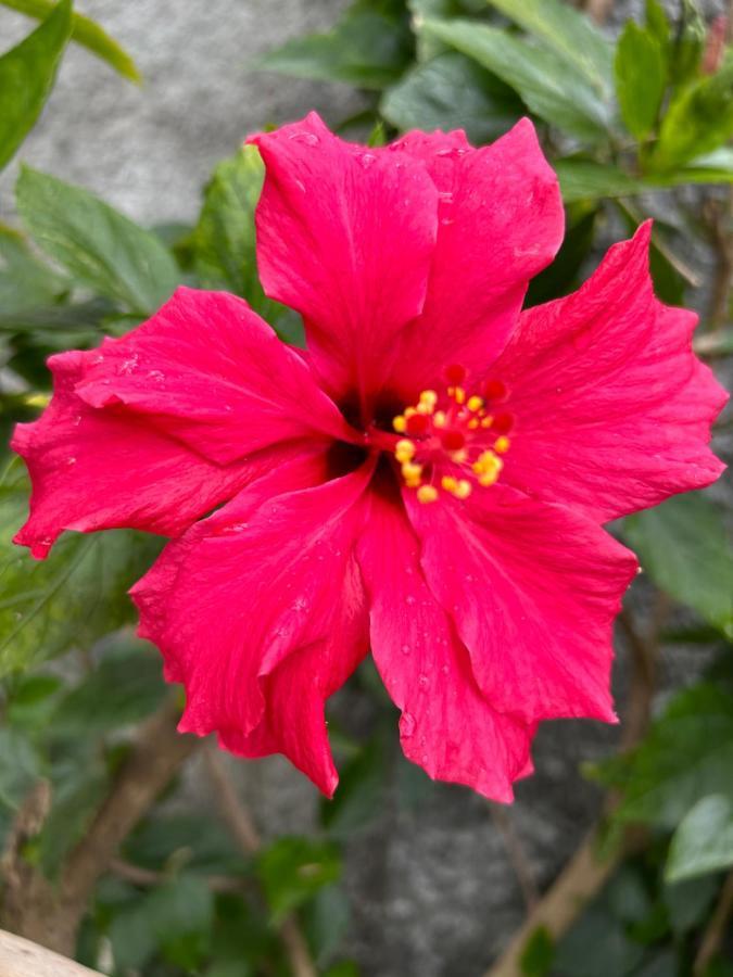 הוילה ארקו דה קלחטה Tropical Garden מראה חיצוני תמונה